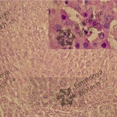 ������������ ������ II (Gill`s II haematoxylin)