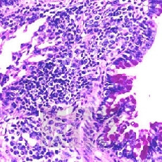 ������������ �����������