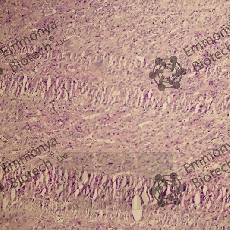 ����� 0.5% ��������� �������