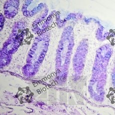 ����������� ����� ��� �� 1,0