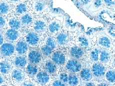 ����������� ����� �� 3,1 �����