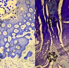 ������������ ����� ��������(����������� ������)