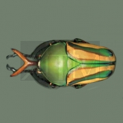 ��������������� Olympus SZX10.