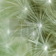 ��������������� SZX61. ���������.