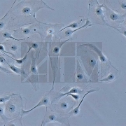 ��������������� ��������� Olympus IX51. ������� ��������.