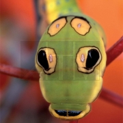 Стереомикроскоп Olympus SZX10. Голова гусеницы.