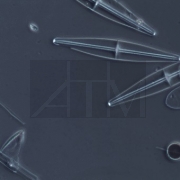 Прямой микроскоп Olympus CX41. Фазовый контраст.Диатомовые водоросли, увеличение 100х.