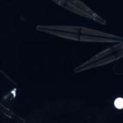 
Микроскоп Olympus CX41,темное поле. Диатомовые водоросли увеличение 100х